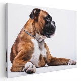 Tablou caine Boxer German Tablou canvas pe panza CU RAMA 20x30 cm