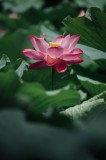 Tablou Canvas, "Frumusețea solitară a lotusului roz", Floare, Lotus, Roz, Frunze, Verde, Natură, Frumusețe, 26 x 39 cm, CMCLASS