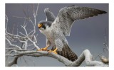 Tablou Canvas, "Șoimul &icirc;n zborul libertății supreme", Uluitor, Vultur, Zbor, Natură, Forță, Eleganță, Penaj, Creangă, Cer, Alertă, 39 x 26 cm, CMCLASS