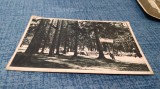 CARTE POSTALA VATRA DORNEI PARCUL CIRCULATA ANUL 1950