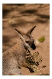 Tablou Canvas, "Nu pot să identific persoane &icirc;n imagini, dar aceasta este o fotografie a unui cangur sau wallaby.", Cangur, Frunze, Păm&acirc;nt, Urechi, Oc
