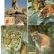 Fauna, Feline, Maxime