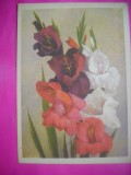 HOPCT 11436 GLADIOLE RUSIA -CP FELICITARE FLORI- -NECIRCULATA