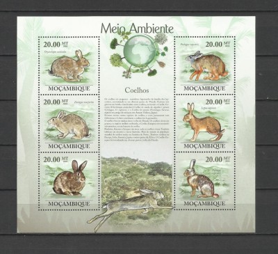 MOZAMBIC 2010 FAUNA ANIMALE SALBATICE IEPURI foto