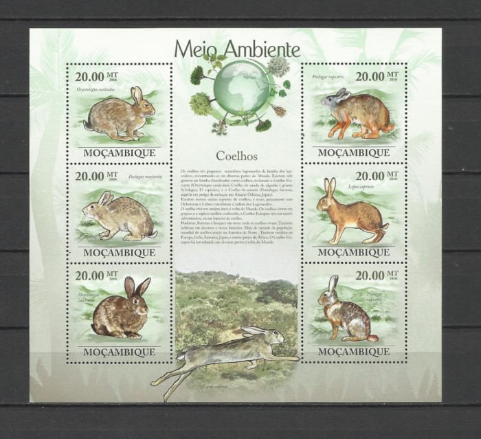 MOZAMBIC 2010 FAUNA ANIMALE SALBATICE IEPURI