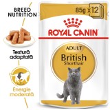 Hrana umeda pisica Royal Canin British Shorthair Adult, in sos, 85 g