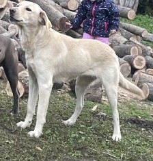 Donez femela metis labrador foto