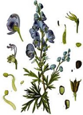 ACONITUM NAPELLUS - OMAG AALBASTRU - 5 seminte pentru semanat foto