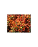 Cytisus Andreanus C2, Oem