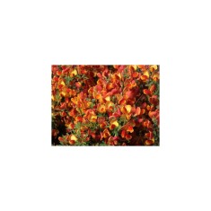 Cytisus Andreanus C2