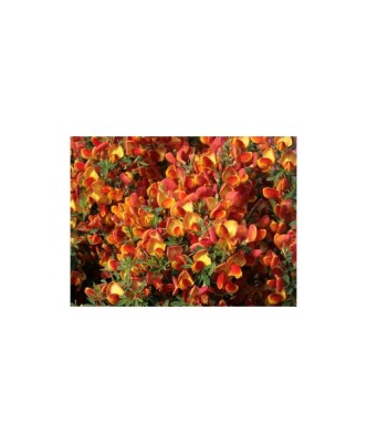 Cytisus Andreanus C2 foto