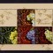 ✅RO 2005 LP 1685 &quot;Viticultura&quot; , serie in bloc ,colita 356 , MNH