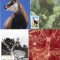 Fauna, Maxime