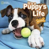 It&#039;s a Puppy&#039;s Life