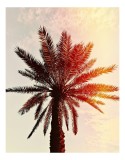 Tablou Canvas, "Apus de soare printre frunze tropicale", Palmier, Apus, Siluetă, Cer, Soare, Frunze, Culoare, Lumină, 26 x 39 cm, CMCLASS