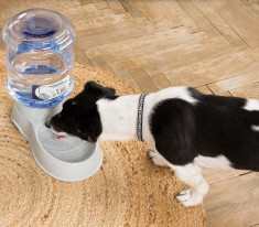 Set dispenser automat de apa si mancare, pentru caini si pisici, 3.8 litri, buz foto