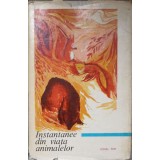 INSTANTANEE DIN VIATA ANIMALELOR-IONEL POP-266180
