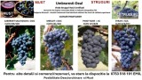 Vindem Struguri Roșii Certificati : Cabernet, Merlot, Pinot si Syrah