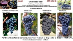 Vindem Struguri Roșii Certificati : Cabernet, Merlot, Pinot si Syrah