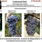 Vand Struguri Roșii Certificati DOC/IG: Cabernet, Merlot, Pinot, Syrah