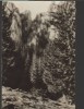CPI B14432 CARTE POSTALA - MASIVUL CEAHLAU. POLITA CU CRINI, Circulata, Fotografie