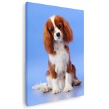 Tablou caine Cavalier King Charles Spaniel Tablou canvas pe panza CU RAMA 70x100 cm