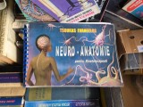 NEURO-ANATOMIE pentru Kinetoterapeuti - Tsoukas Evangelos