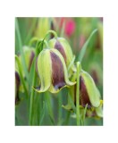 Lalea Imperiala Fritillaria, Acmopetala, Galben/Verde, 8/+, 1 Bulb, Oem