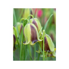 Lalea Imperiala Fritillaria, Acmopetala, Galben/Verde, 8/+, 1 Bulb