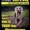 Weimaraner, Weimaraner Training AAA Akc: Think Like a Dog, But Don&#039;t Eat Your Poop! - Weimaraner Breed Expert Training: Here&#039;s Exactly How to Train Yo
