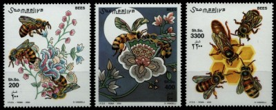 SOMALIA 2000 ALBINE foto