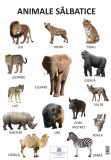 Plansa Animale salbatice |, Didactica Publishing House
