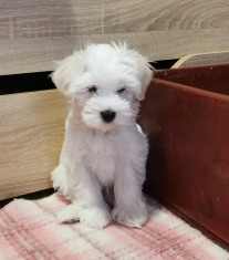 Bichon maltez rasa pura foto