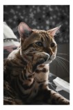 Tablou Canvas Pisică Bengaleză &icirc;n Moment de G&acirc;ndire Artă Murală, 26 x 39 cm, CMCLASS