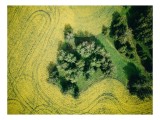 Tablou Canvas, "Insulă verde &icirc;n ocean galben", C&acirc;mp, Copaci, Verde, Galben, Model, Natură, Aerială, Peisaj, 39 x 26 cm, CMCLASS