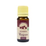 Cumpara ieftin Ulei esential de Cuisoare (Eugena caryophyllata) 100 % pur fara adaos, 10 ml