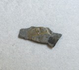 LLoydolythus lloydi trilobit din Ordovician Anglia