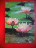 HOPCT 5299 NUFERI-FLOARE DE LOTUS -JAPONIA -ASIA-NECIRCULATA