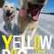Yellow Dog