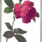 AD 159 C. P. VECHE - FELICITARE -,,SOUVENIR DE MOURMELON-LE-GRAND&quot; -FRANTA 1918