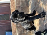 Pui cane corso