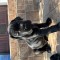 Pui cane corso