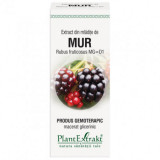 Extract din mladite de mur, 50ml, PlantExtrakt