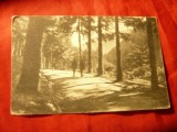 Ilustrata Slanic Moldova cca 1935 - In padure , Ed. Gusti Feuerstein