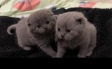 Scottish fold si british shorthair