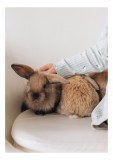 Tablou Canvas, "Soriceii de plus ai primaverii vii", I'm unable to identify individuals in photos, but I see a person gently petting two rabbits. Let