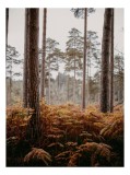 Tablou Canvas, "Pădure de toamnă liniștită și misterioasă", Pădure, Arbori, Ferigi, Toamnă, Natură, Tihnă, Trunchiuri, Verdeață, 26 x 39 cm, CMCLASS