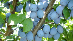 Tuica de prune 100% naturala, productie proprie foto