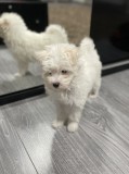 Pui bichon maltese