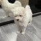 Pui bichon maltese